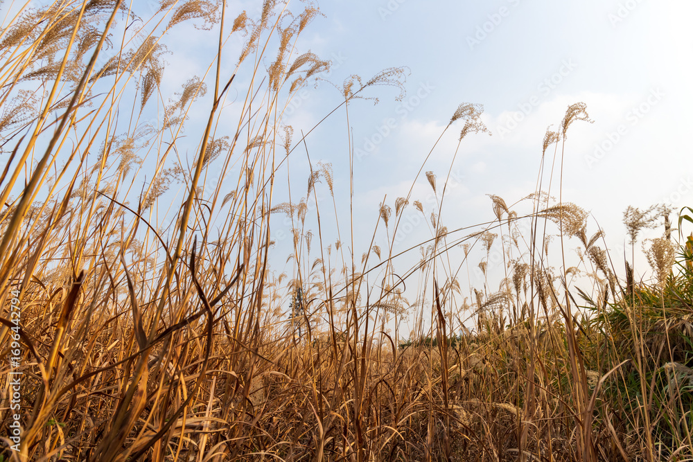 Fototapeta premium Withered yellow reed plants