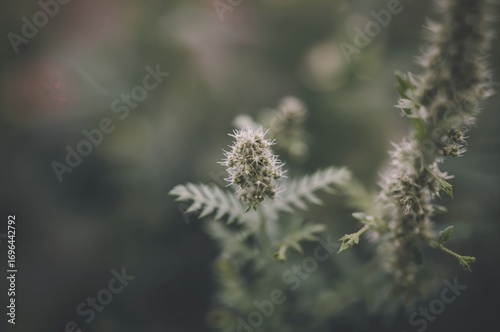 Detailed view of a common w...