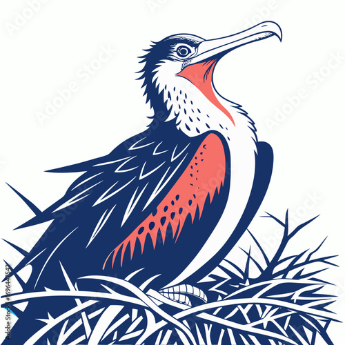Magnificent frigatebird with red throat pouch