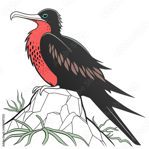 Illustration of a male frigatebird with inflated red gular sac perched on a rock