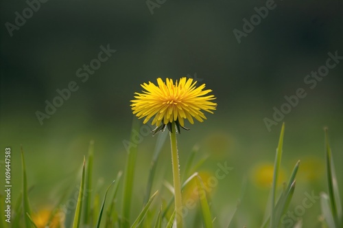 Bright yellow dandelion flo...