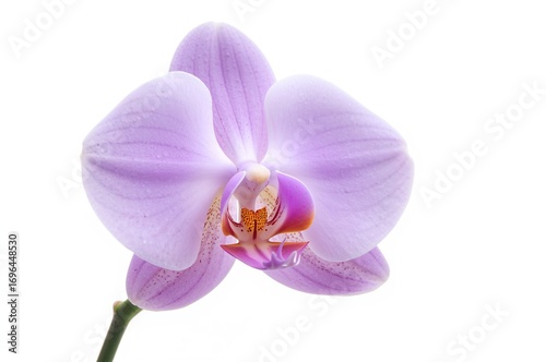Detailed shot of a beautifu...