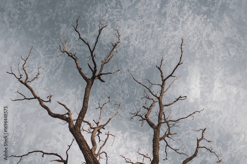Leafless tree limbs during ...