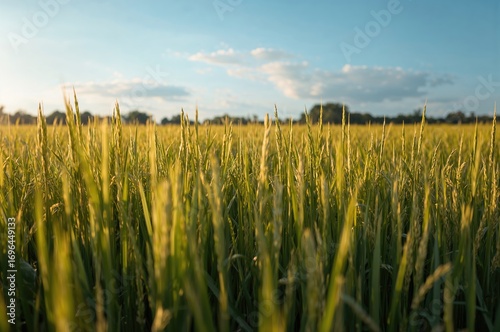 Background image of a rice ...