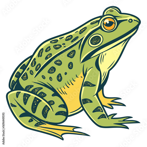 Green frog with yellow belly and dark spots