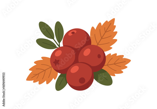 flat vector colored illustration cranberry cozy autumn isolated on white background