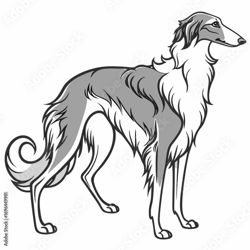 Borzoi dog standing profile