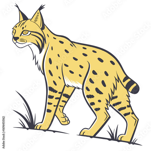 Illustration of a lynx with yellow fur and black spots standing on grass