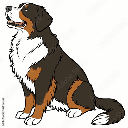 Bernese mountain dog sitting
