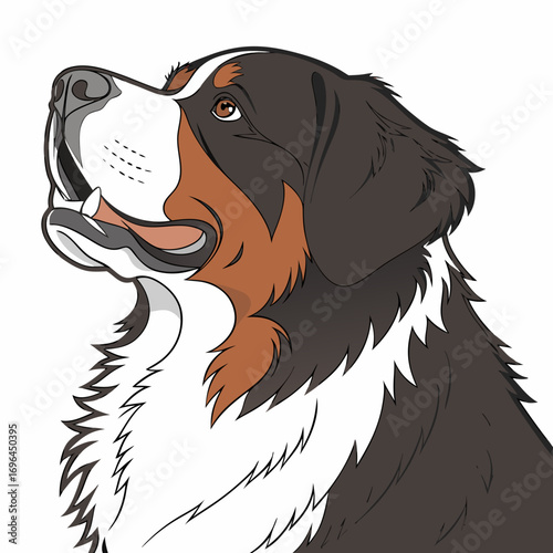 Bernese mountain dog portrait