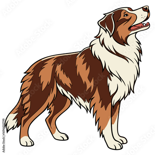 Australian shepherd dog standing