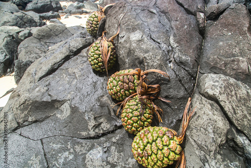 Five pieces of pandanus fruit, freely placed on the rocks. On the beach with big stones. Harvested from pandanus screw palms. Dioecious trees and shrubs native to the Old World tropics and subtropics