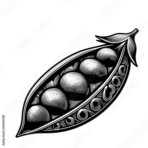 Illustration of an open pea pod with five peas inside in a detailed engraved style on white background