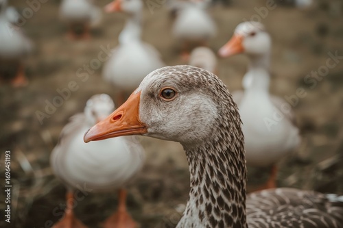 Close-Up of Farmyard Geese