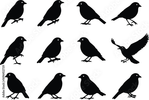 Bird silhouette collection, perched birds, flying pose, black vector art, profile view, wing positions, abstract illustration, avian posture, minimal design, wildlife theme