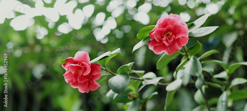 Red camellias