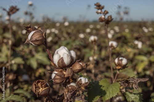 Cotton Crop Prepared for Pi...