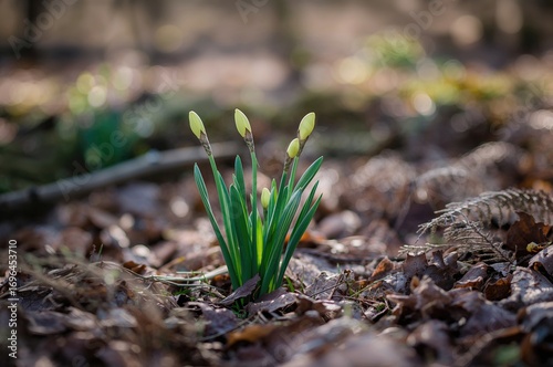 Narcissus Sprouts Breaking ...