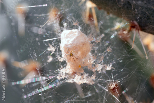Green Lynx Spiderling near egg sac and shed skins