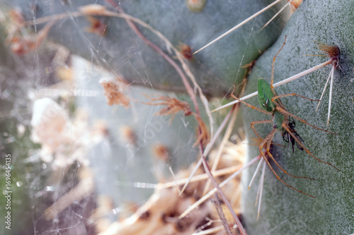 Green Lynx Spider feeding near her egg sac on prickly pear cactus