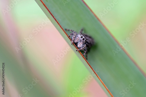 Jumping spider on cactus