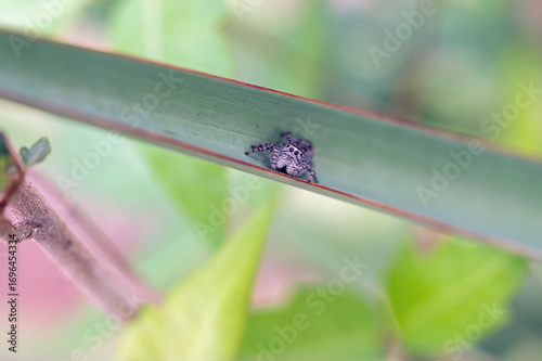 Jumping spider on cactus