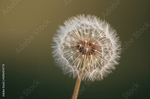 Detailed View of a Dandelio...