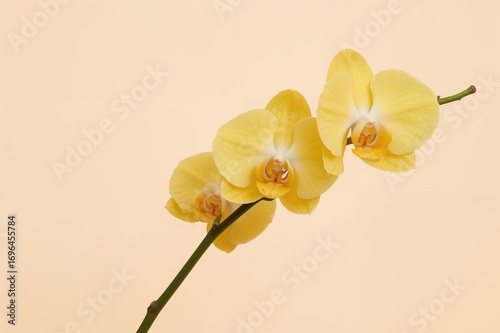 Adorable yellow orchid bloo...