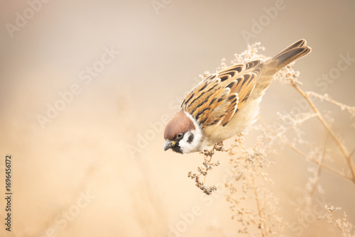 sparrow on the field