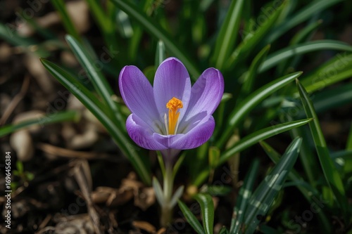 Petals and pistil of Crocus vernus Remembrance flower