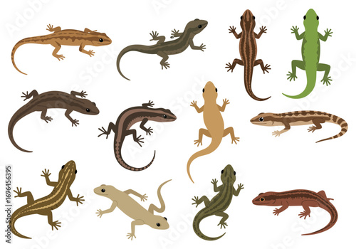 An array of twelve lizards with varying patterns and colors displayed on a white backdrop