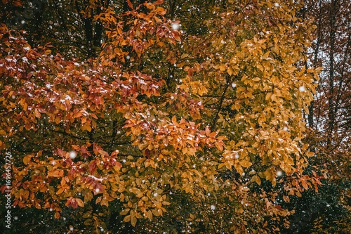 Vibrant fall leaves blanket...