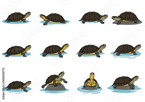 Twelve turtles each slightly different placed on a white backdrop with light blue water splashes around them