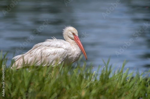 Detailed view of storks by ...