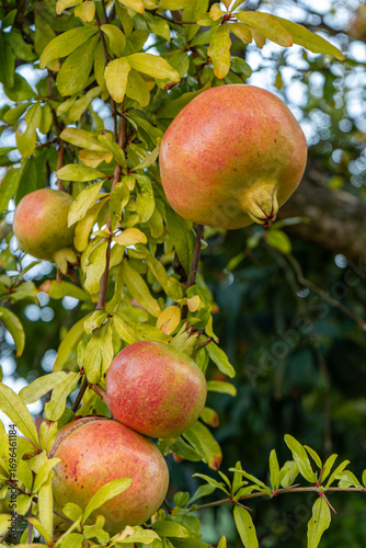 A cluster of ripening pomegranates, with their characteristic blush of red and yellow, adorn a tree amidst vibrant green foliage, showcasing nature's bounty.