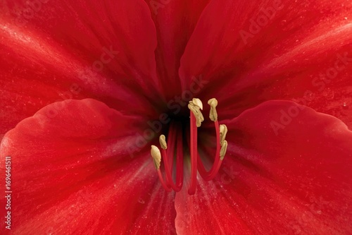 Detailed View of a Vibrant ...