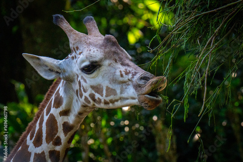 Photography close up of giraffe head