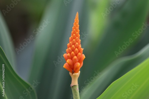 Curcuma Alismatifolia Known...