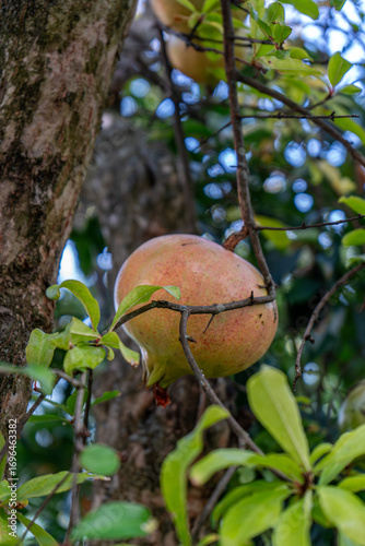 A ripe pomegranate hangs from a branch, surrounded by lush green leaves and the textured bark of a tree, hinting at the sweetness and vibrant color within.