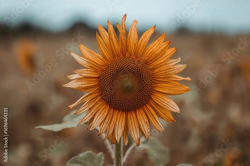 Detailed view of a mature s...