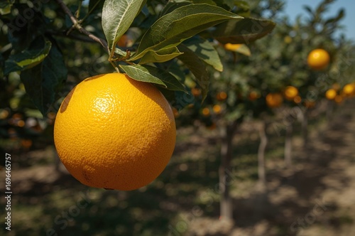 Close-up of a mature yellow...