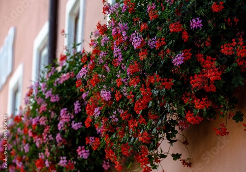 Tableau sur toile Colorful red and purple geraniums in bloom on window boxes against a peach wall