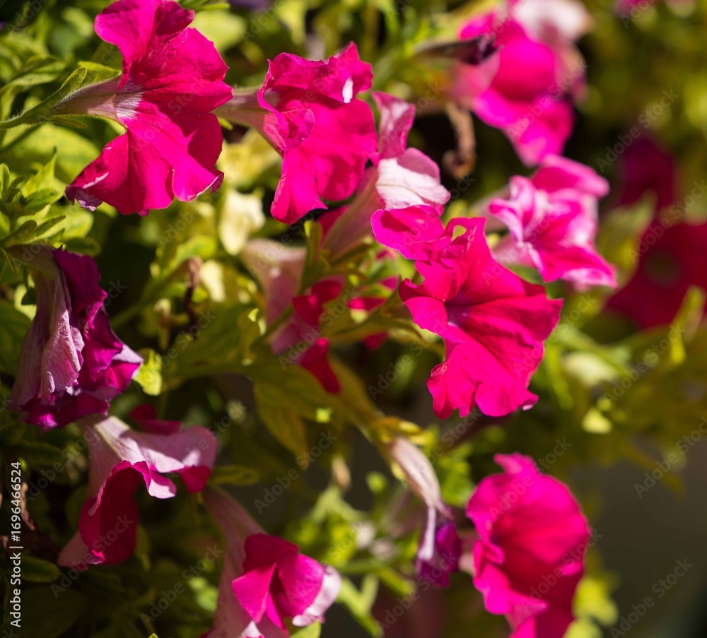 Obraz premium Vibrant pink petunias in full bloom on a sunny day