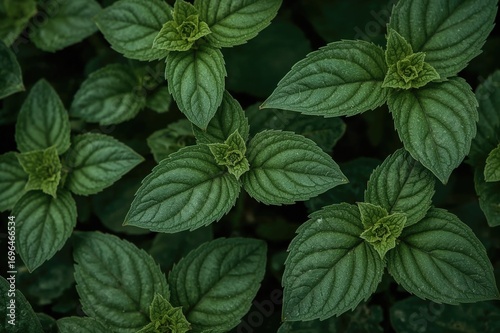 Detailed view of Pilea numm...