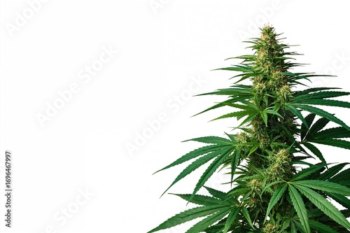 Isolated green cannabis flo...