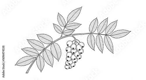 Illustrative representation of a delicate branch bearing a cluster of berries and compound pinnate leaves