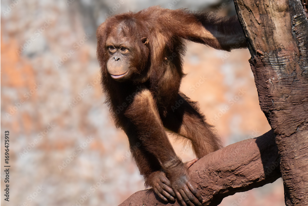 Naklejka premium Orangutan on the tree.