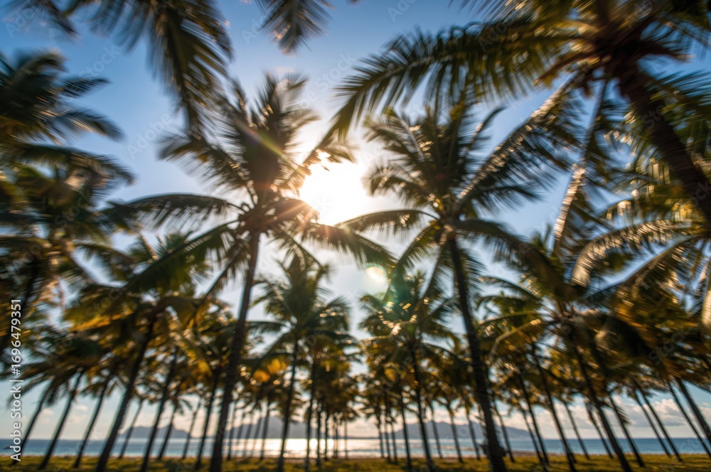Fototapeta premium Blurred perspective of upward rows of palm trees from below with sunlight filtering through leaves against a clear sky