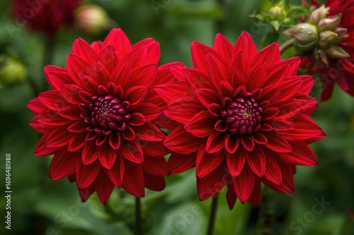 Gorgeous dahlias flaunting vibrant red blossoms