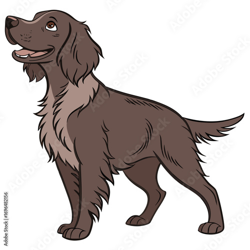 Brown longhaired dog standing and looking up